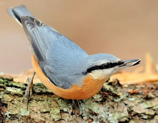 Eurasian Nuthatch Bird Song Eurasian Nuthatch Bird Song