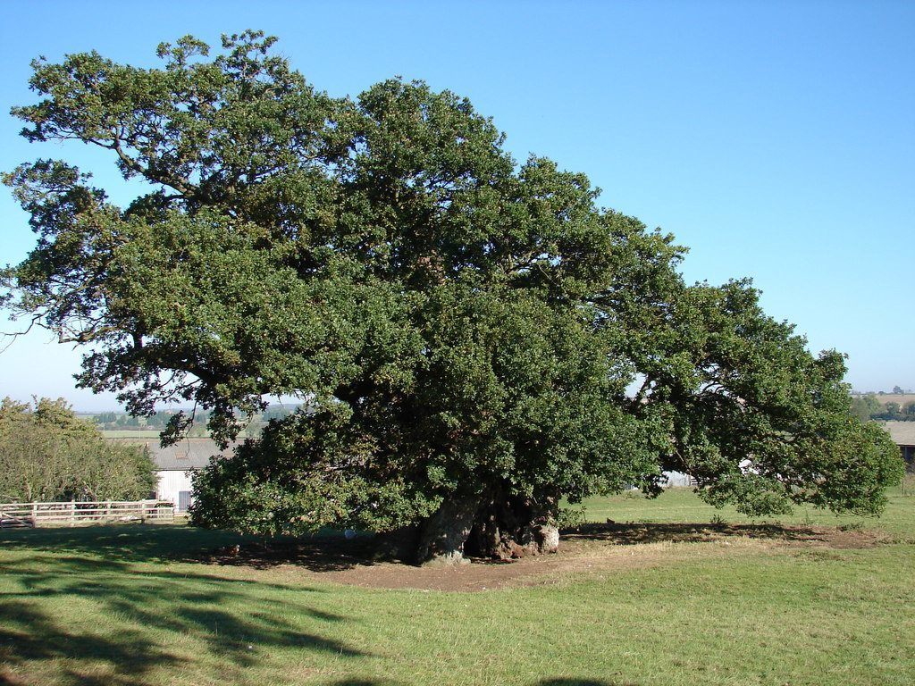 Название древних деревьев. Бристлеконские сосны калифорния. Остистые сосны северная америка. Название древних деревьев. Фицройя дерево.