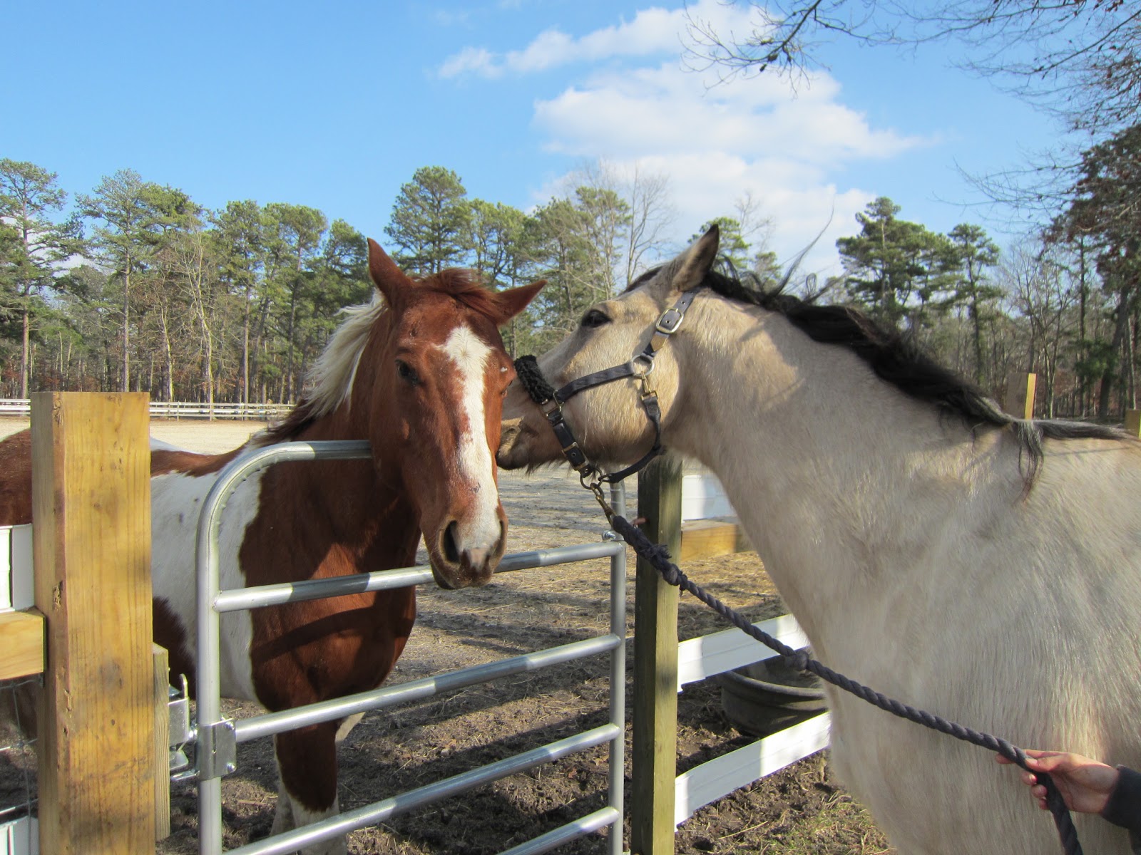 Memoirs of a Horse Girl Riding An Alpha Horse
