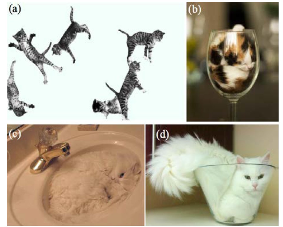 The Scorpion And The Frog Physicists Determined That Cats Are A Liquid