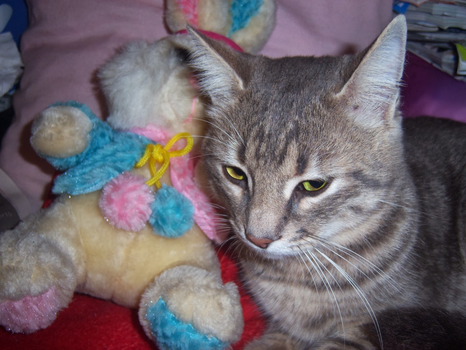 Tawşi�nin Dünyası TERKEDİLEN GRİ EV KEDİSİ BULDUM!