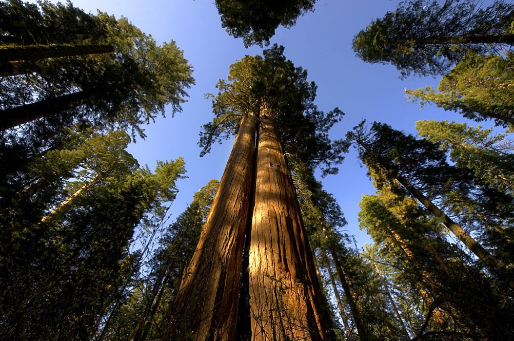 Trees Sequoiadendron giganteum Big Tree Mammoth Tree