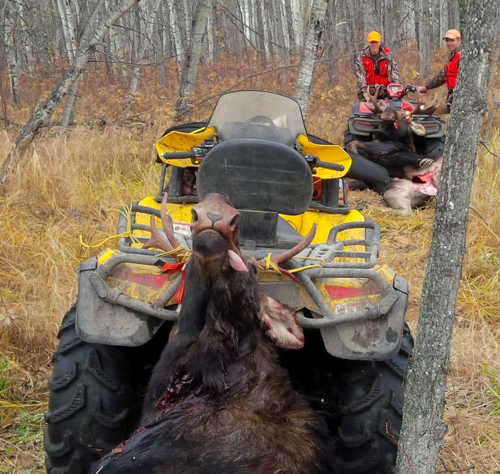 Dragging 2 moose Two moose from one call