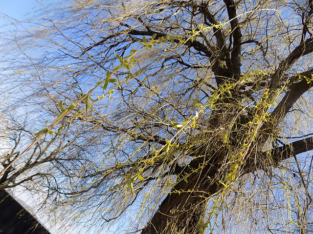 LUNEA FLORILOR
