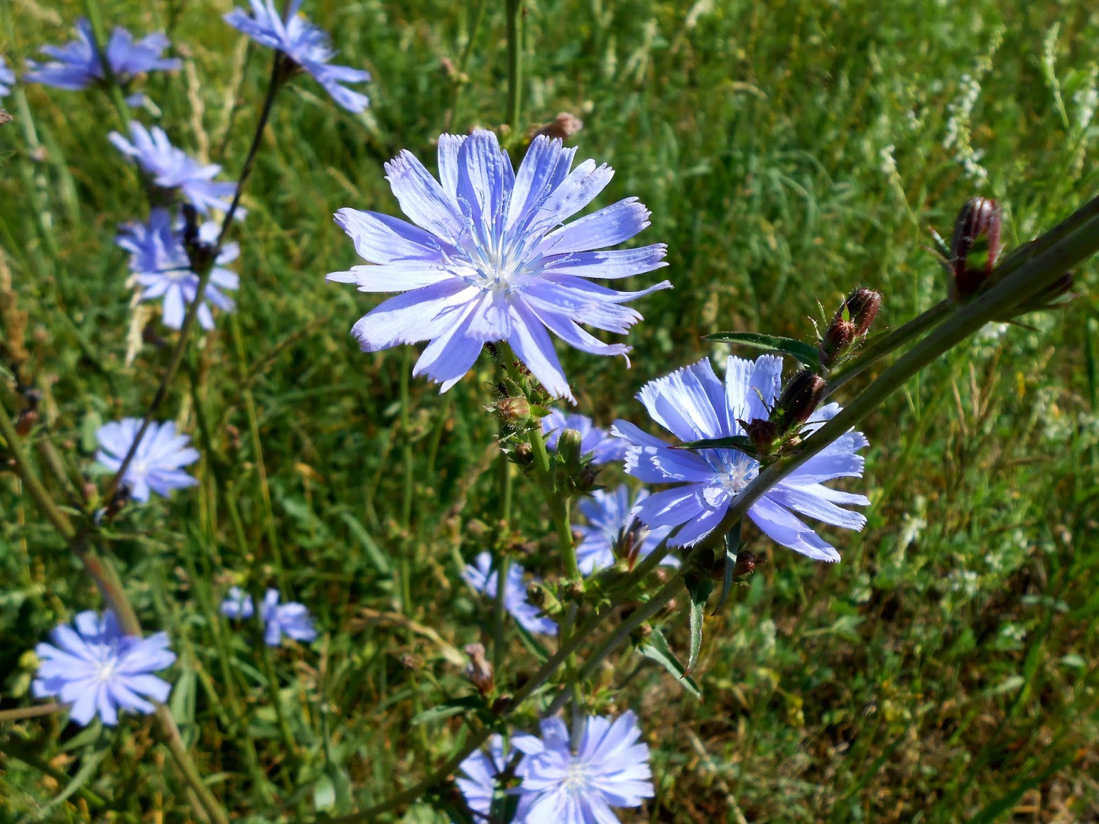 Суздальское ополье цикорий. Цикорий зацветает довольно. Чижик цикорий. Цикорий желтый цветок. Ромашки цикорий донник.