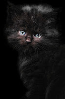 Maine Coon breed maine coon care