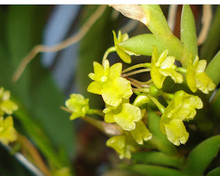 hoa lan Lan Hoàng thảo xương khô - Dendrobium mannii Ridl.