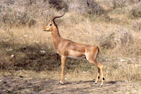 RSA-impala 1