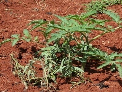 Ugonjwa-wa-mnyauko-bakteria Mmea-umenyauka-kwa-sababu-ya-ugonjwa-wa-mnyauko-bakteria