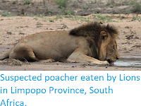 https://sciencythoughts.blogspot.com/2018/02/suspected-poacher-eaten-by-lions-in.html