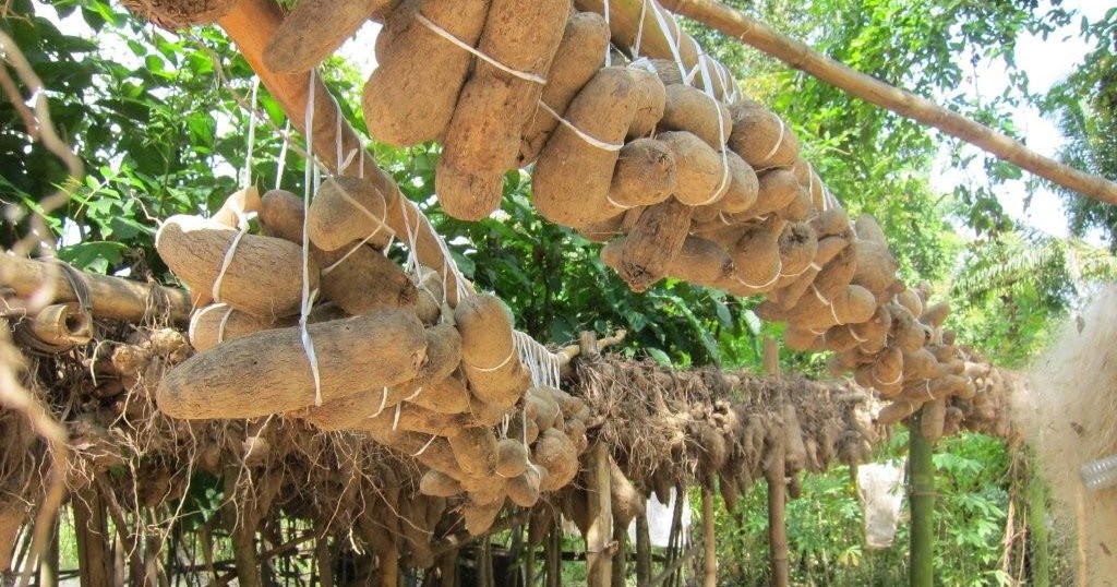 Start Up Your Yam Farming Business With This Basic Knowledge Value