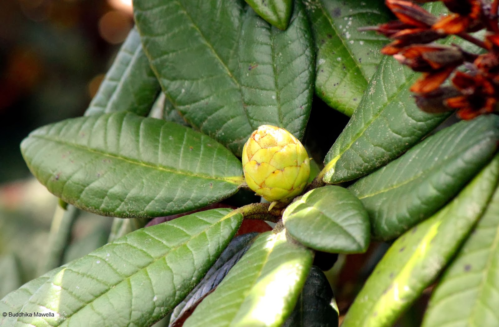 Lanka Nature Summary Rhododendron arboreum subsp. zeylanicum
