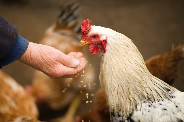 An older woman's hand holding feed for a white chicken.