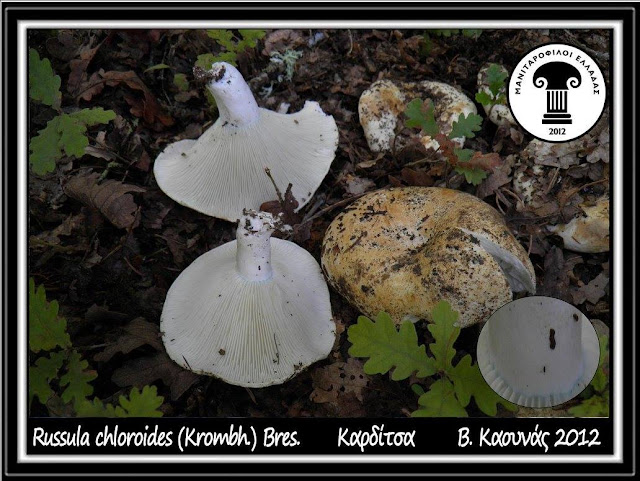 Russula chloroides (Krombh.) Bres.