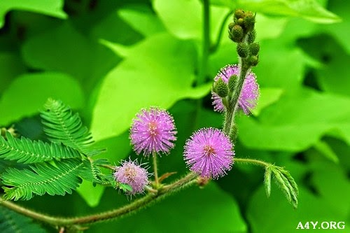 Hình ảnh hoa cây mắc cở Hình ảnh hoa cây mắc cở