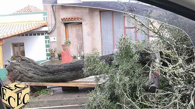 Fotos árboles caídos en Gran Canaria por alerta de viento