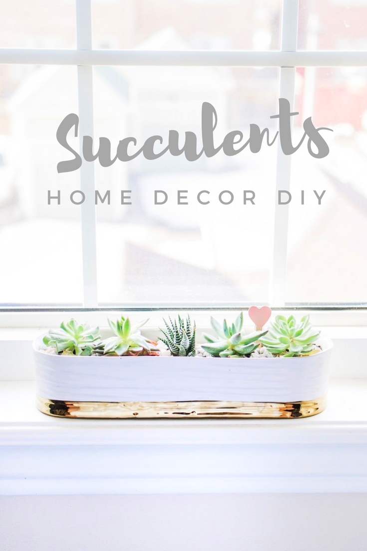 Plant plotting succulents {Home Decor DIY}