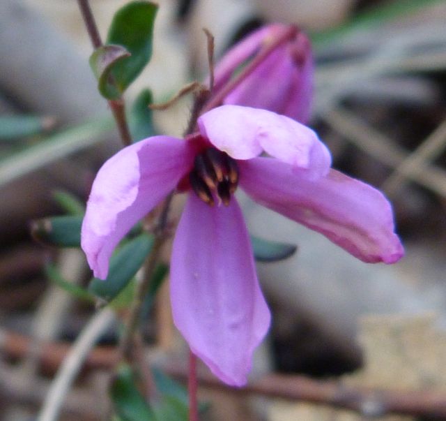 ANPS discovers the Queanbeyan River