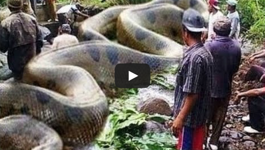 OMG! World's Biggest Snake Anaconda Found in South America ...
