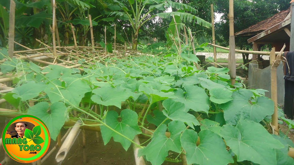 Musim Hujan Yuk Menanam Pare Belut