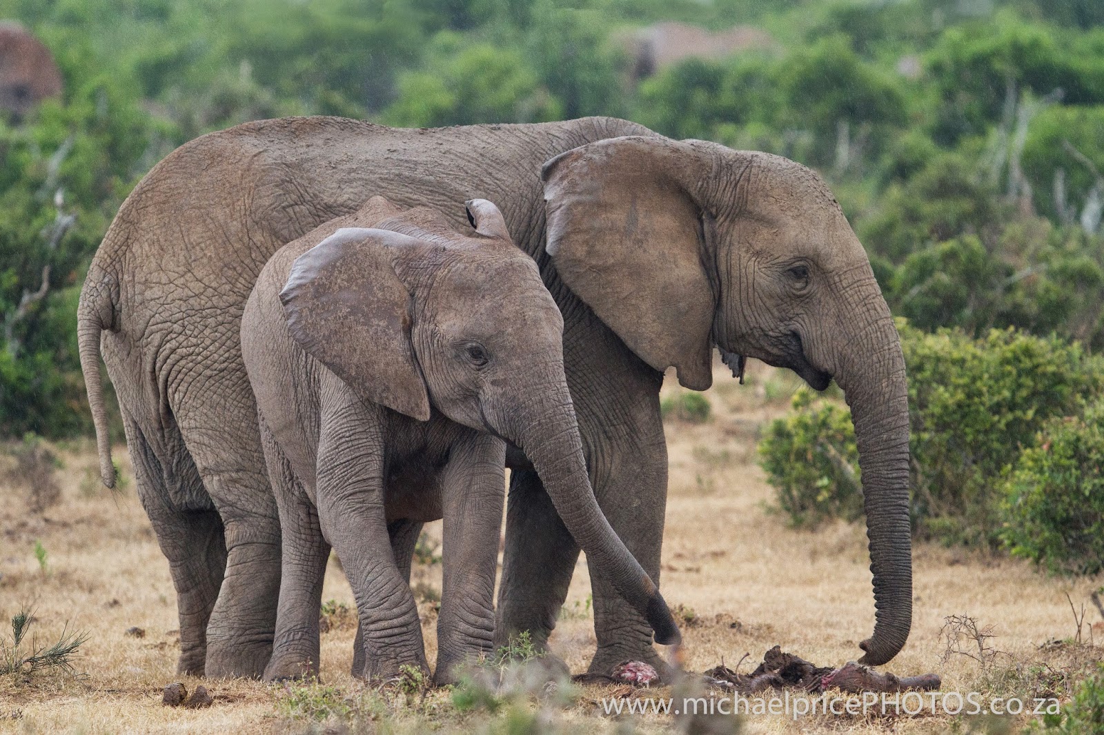 Five Star Lodge in the Addo Elephant National Park Grieving Elephants