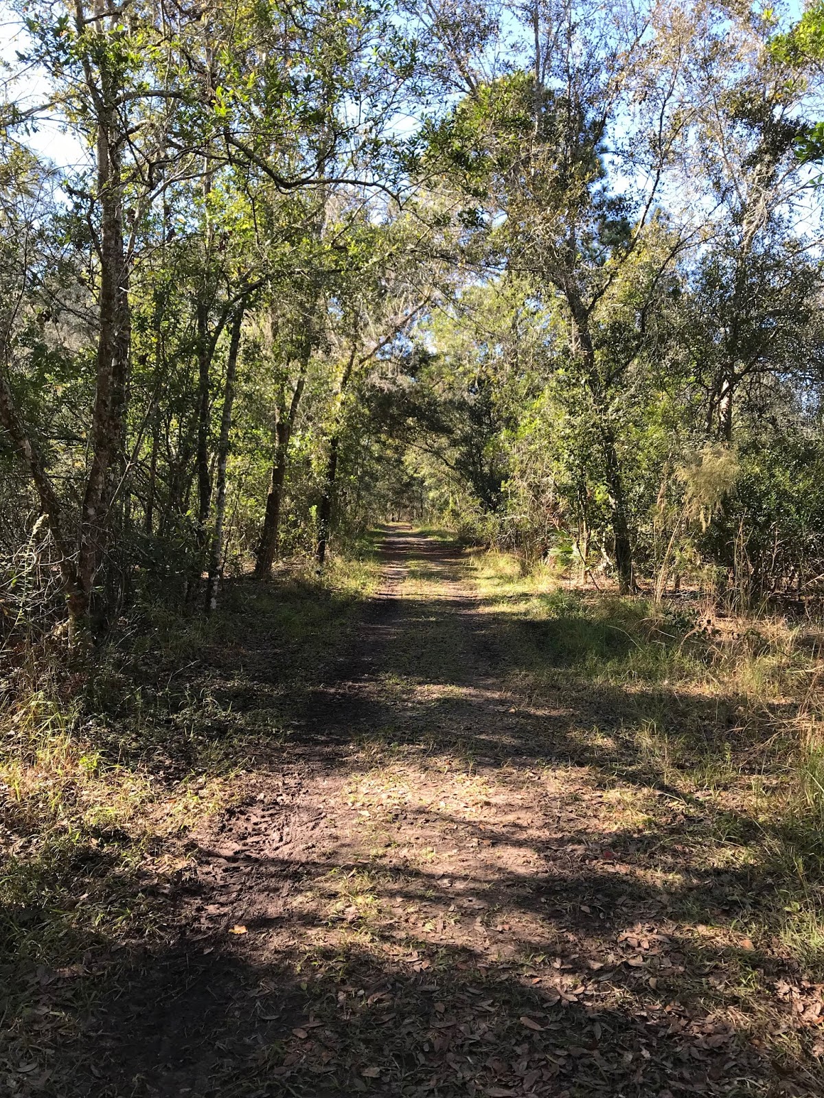 Brooker Creek Headwaters Preserve, Odessa, FL