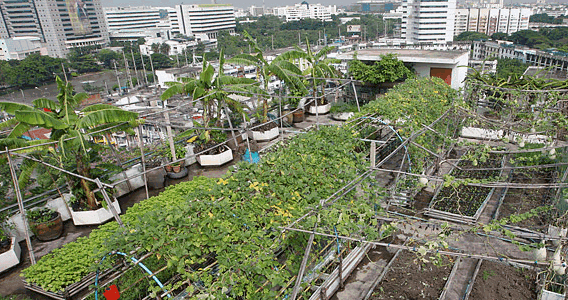 Urban farming beneran di latar depan balok-balok beton