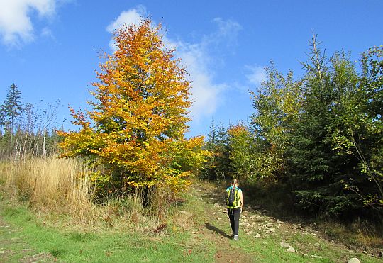 Drzewa przybierają już jesienne barwy. Drzewa przybierają już jesienne barwy.
