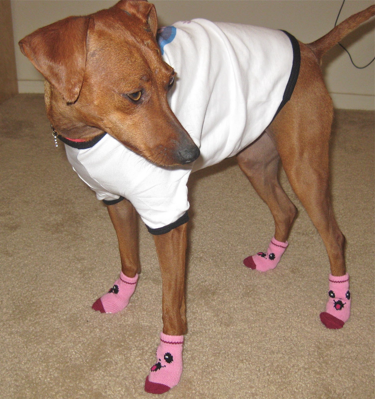 Kilohana K9s Official Blog Kilohana K9s Wear for Zoey