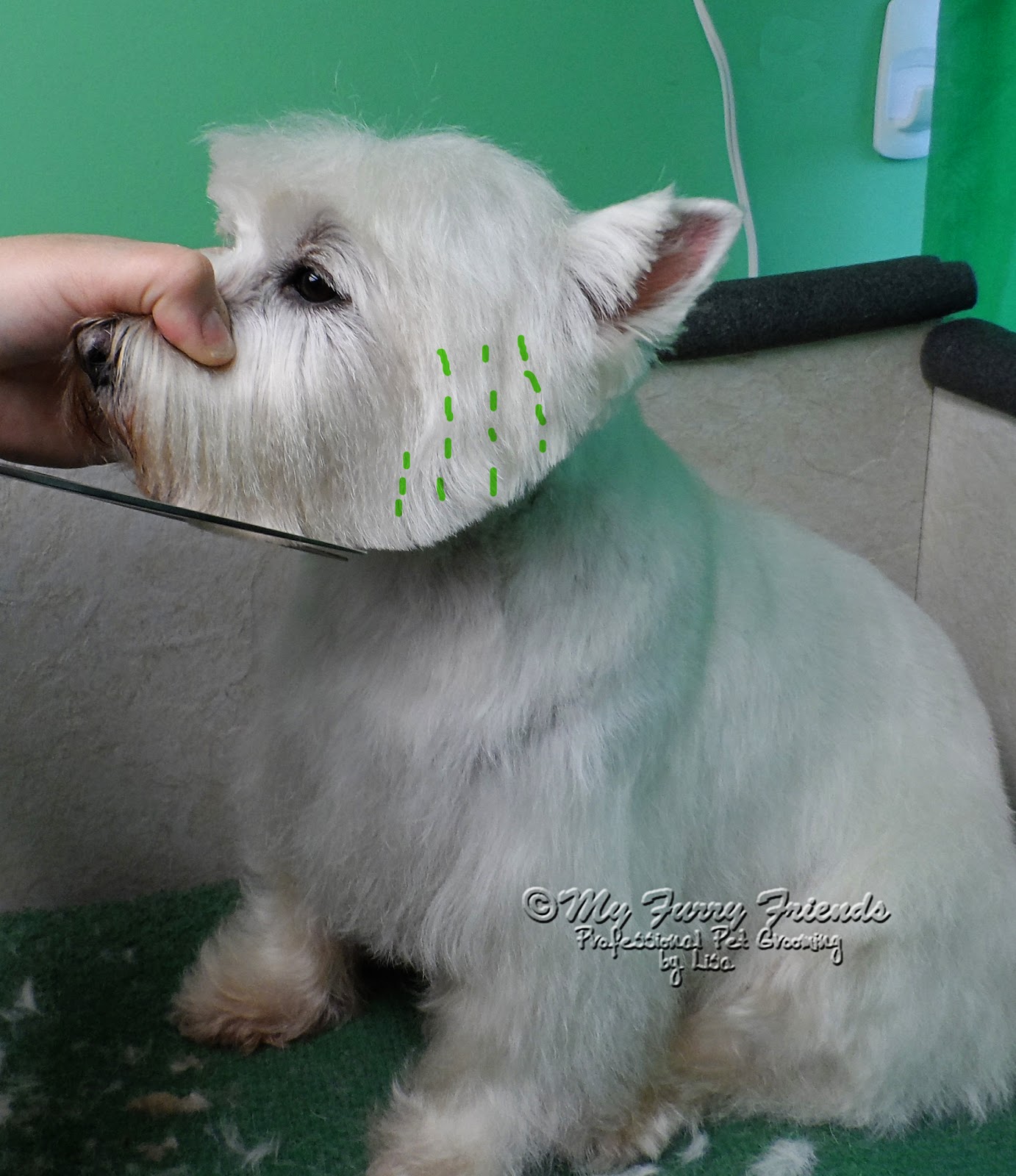 pet grooming: the good, the bad, & the furry: 'pet' westie cut