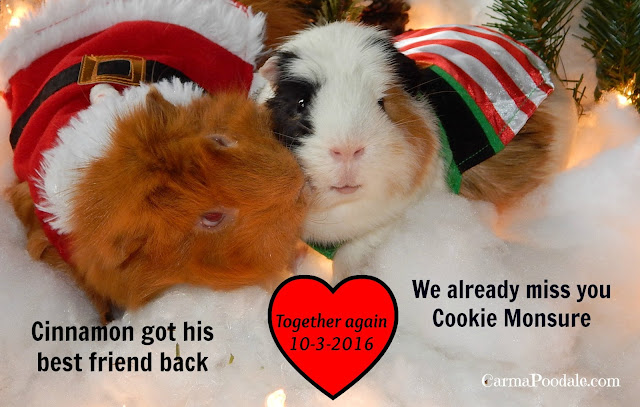 Guinea pigs kissing and smiling -carmaPoodale