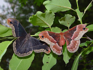 Promethea Moth Pair; Photograph by Tim Dyson for PETERBOROUGH EXAMINER