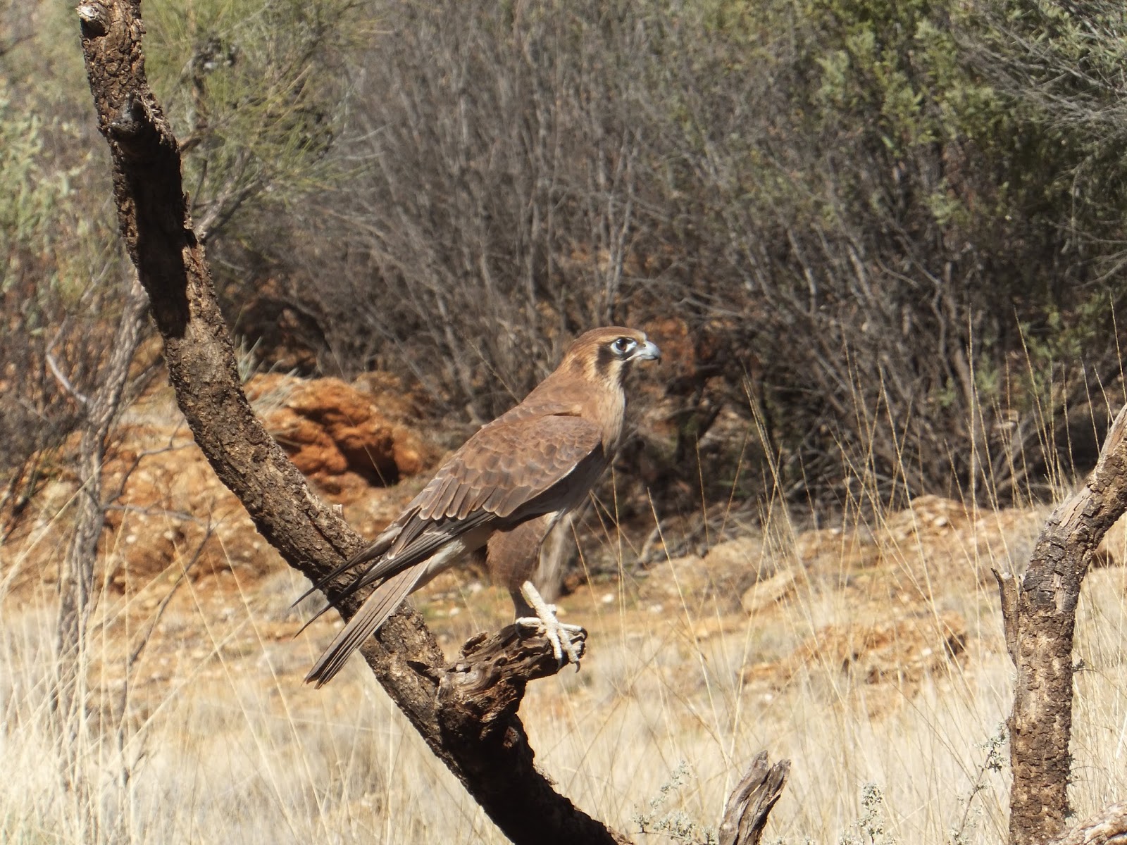 Ramsdens Ramblings Desert Park, Didgeridoo Show and camp grounds Alice