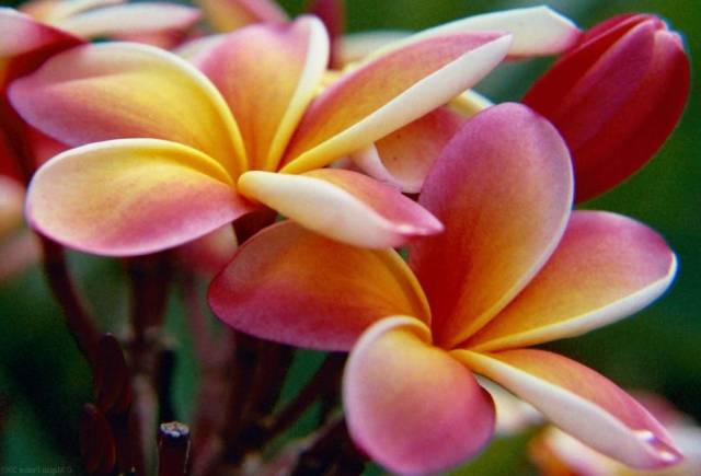 Pretty Pictures Of Rainbow Flowers Pretty Pictures Of Rainbow Flowers