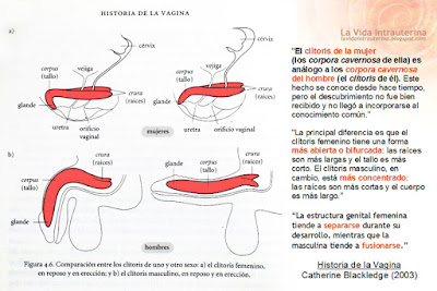 disfunción eréctil forma ippe