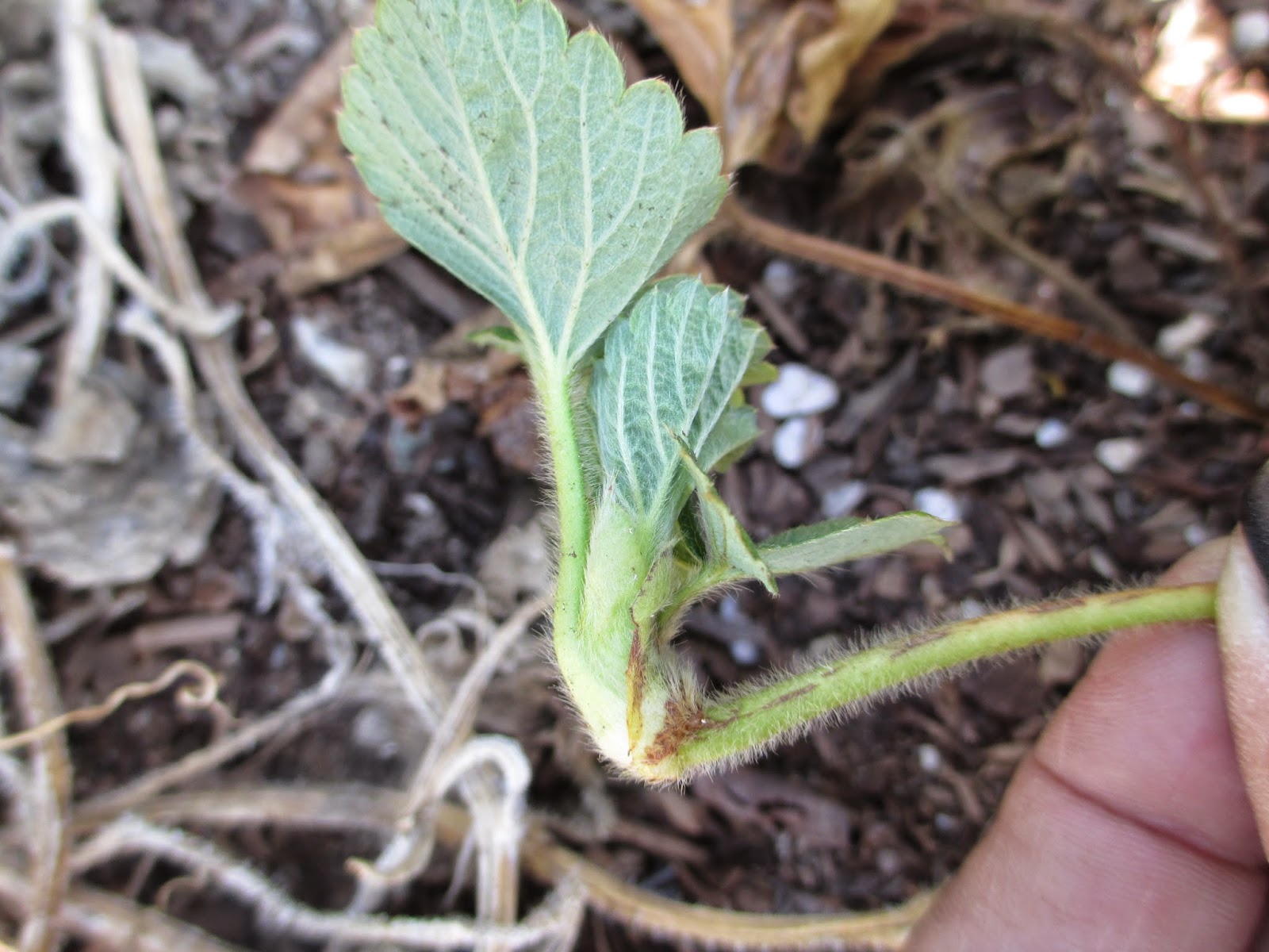 Andie's Way: Transplanting Strawberries