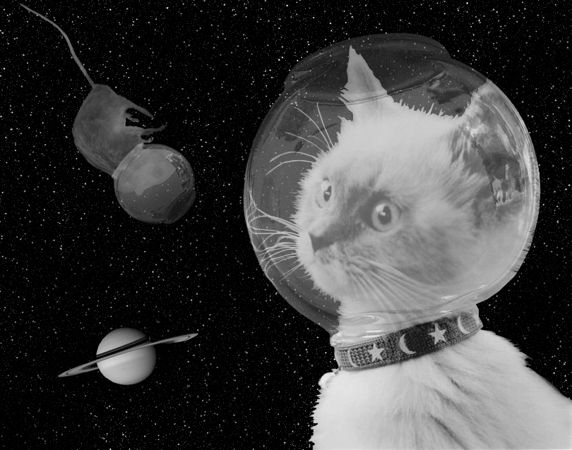Космическая кошка. Первая кошка в космосе. Кошки в космосе в реальной жизни. Космические кошки картины художников. 1 кошка в космосе