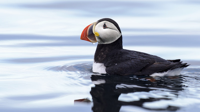 Puffin in Svalbard