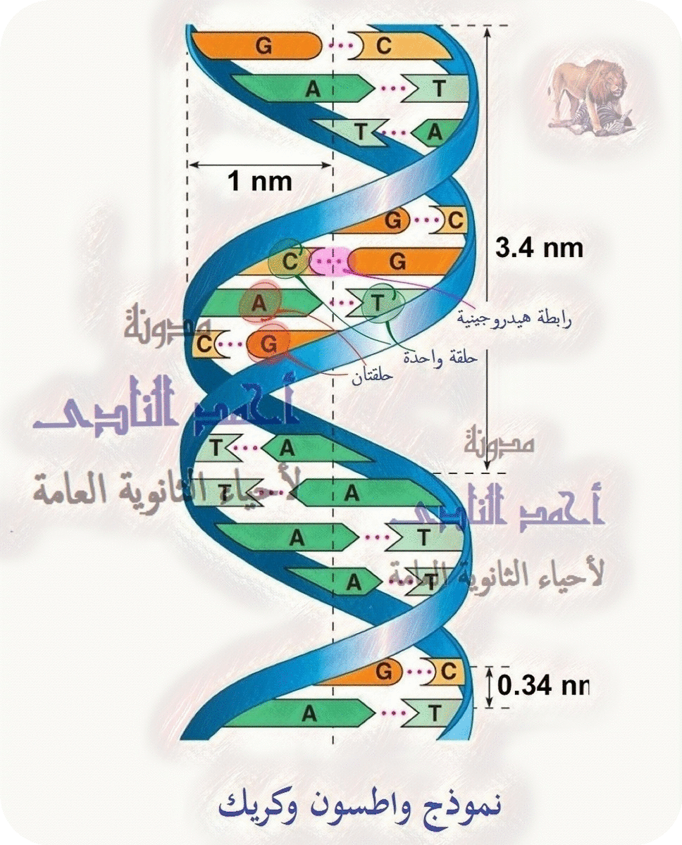  نموذج واطسون وكريك لتركيب الـ DNA - مواصفات اللولب المزدوج