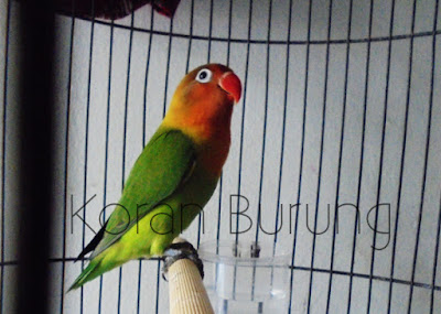 Cara Memilih Lovebird Paud Yang Prospek Ngekek Panjang Karena banyak pertanyaan yang masuk redaksi mengenai cara menentukan Lovebird Balibu Cara Memilih Lovebird Paud Yang Prospek Ngekek Panjang