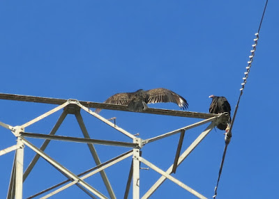 vultures, Yesterday, November 08, 2016, 12:21:09 PM