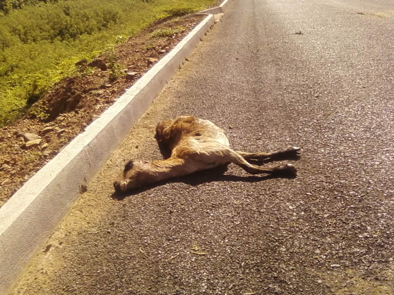 O Que Significa Sonhar Com Animais Mortos