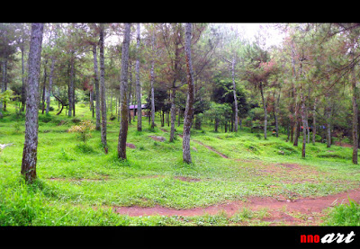 nnoart: Pohon Pinus di Bedengan Malang Di Bedengan Malang banyak terdapat pohon pinus.