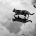CAT IN THE RAIN OLEH ERNEST HEMINGWAY