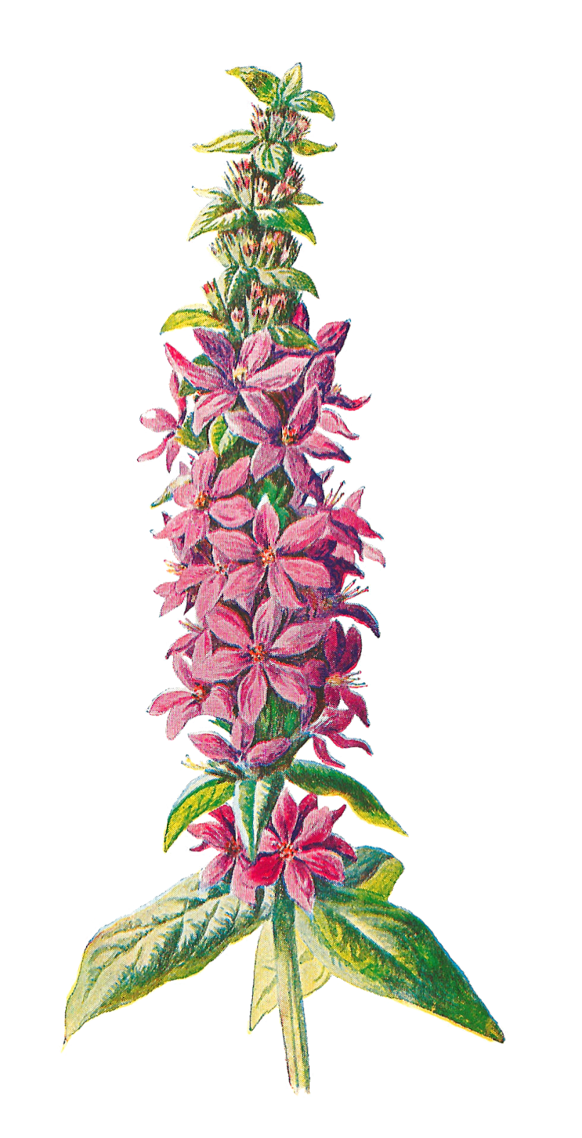 Antique Images: Stock Wildflower Botanical Digital Artwork Flower