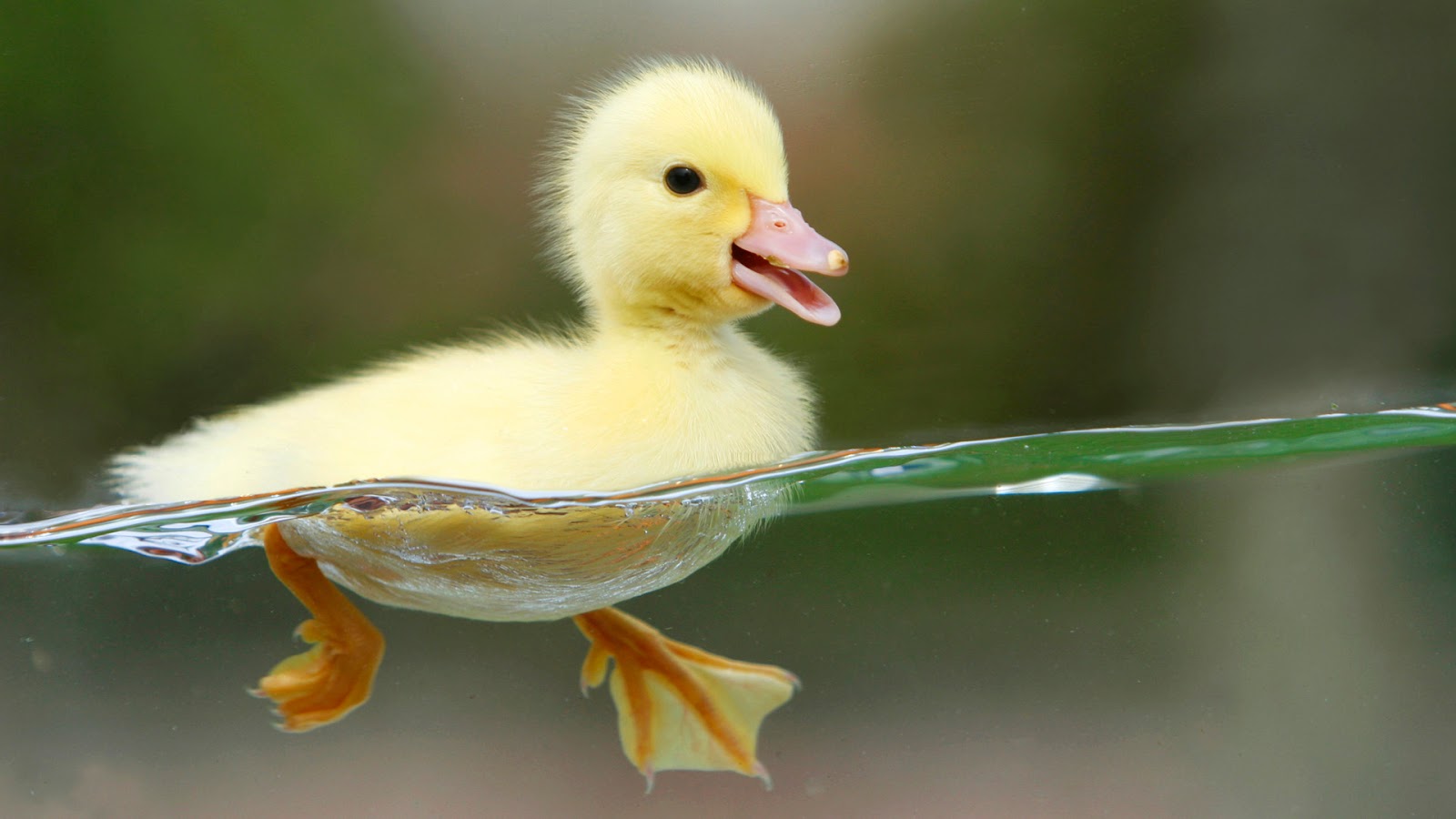cute birds wallpaper