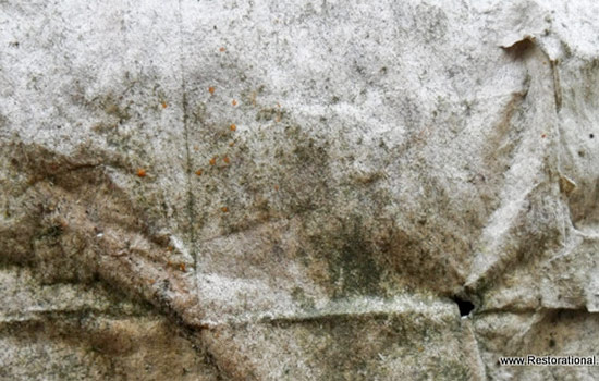 How To Remove Mucor Mould Stains Laundry Man