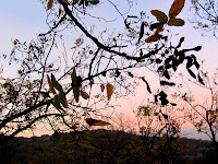 California black walnut at dusk, Bee Rock Trail
