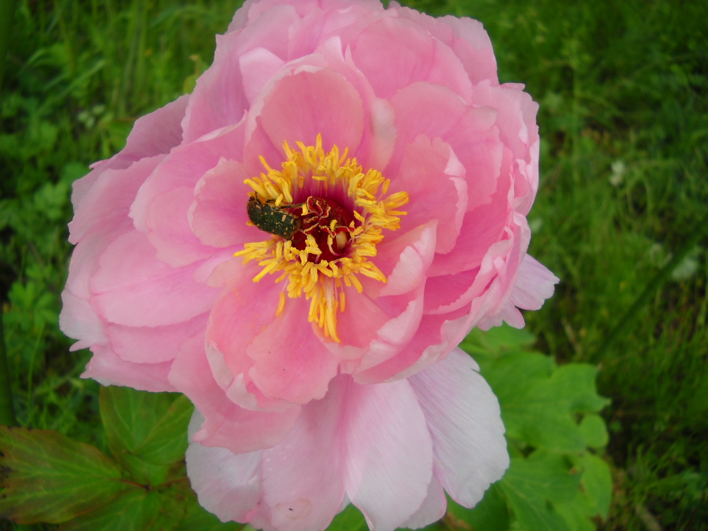Daily Glimpses Of Japan: Spring Flowers In Japan