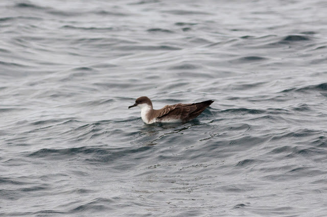 Great Shearwater - Scilly